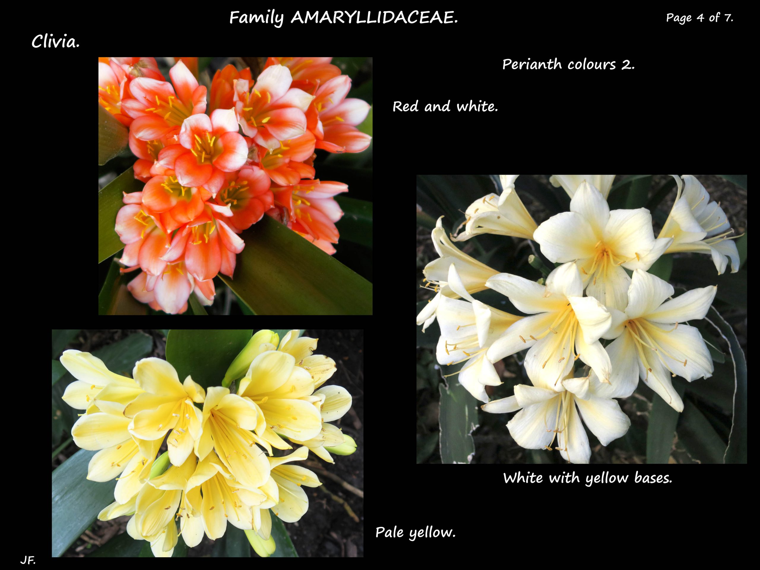 4 Clivia flowers 2